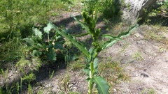 Rumex patientia orientalis