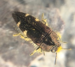 Acmaeodera prorsa