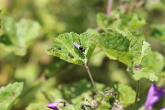 Bibio hortulanus