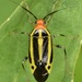 Poecilocapsus lineatus - Photo (c) skitterbug,  זכויות יוצרים חלקיות (CC BY), הועלה על ידי skitterbug