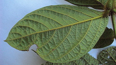 Cordia nodosa