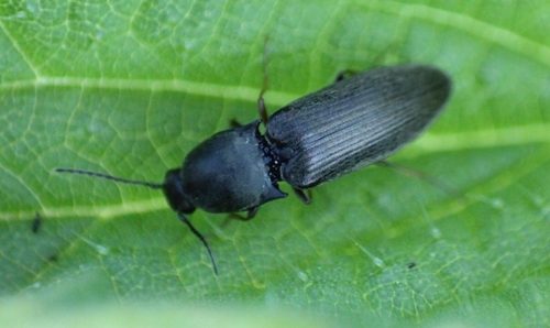Aplotarsus incanus