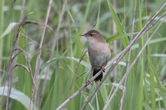Locustella luscinioides
