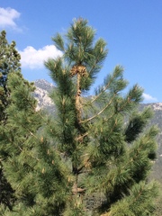 Pinus coulteri