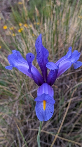 Avistamiento Iris azul de las marismas (Iris xiphium)