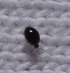 Corylophidae