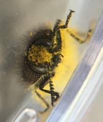 Acmaeodera prorsa