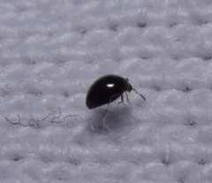 Corylophidae