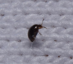 Corylophidae