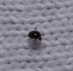 Corylophidae