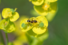 Formica cunicularia