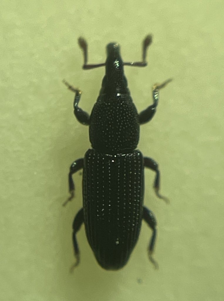 Phloeophagosoma curvirostre