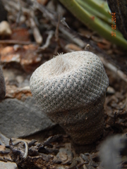 Epithelantha bokei