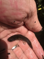 Noturus leptacanthus