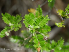 Osteomeles anthyllidifolia