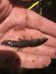 Noturus leptacanthus