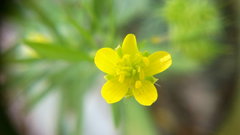 Ranunculus arvensis