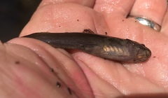 Noturus leptacanthus