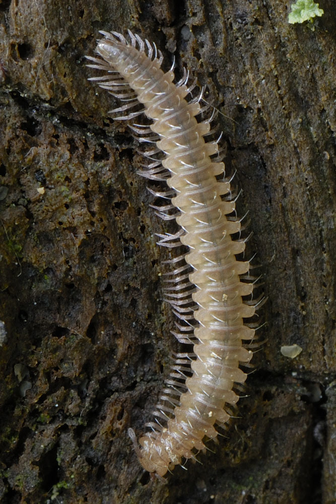 Craspedosomatoidea