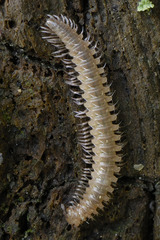 Craspedosomatidae