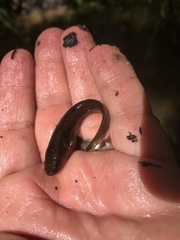 Noturus leptacanthus