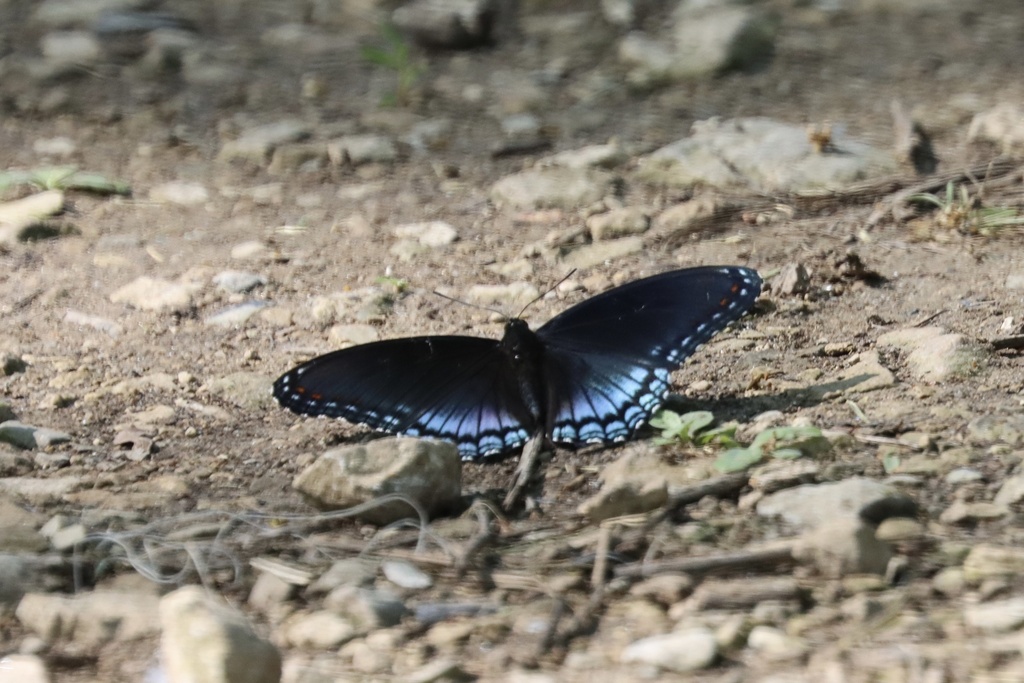 Red-spotted Purple from Griggs Reservoir Park, Columbus, OH, US on May ...