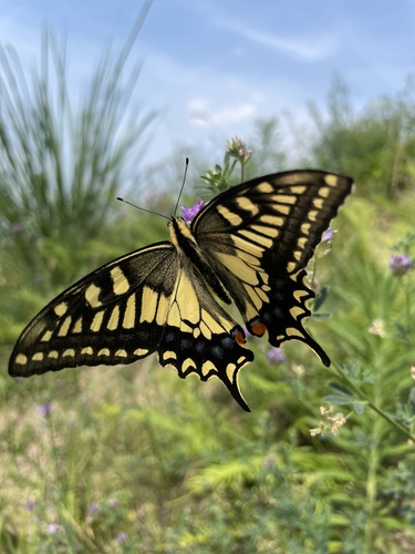 Old World Swallowtail