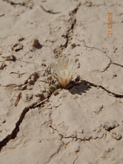 Mammillaria coahuilensis