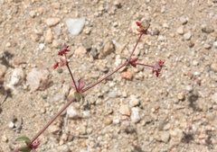 Centrostegia thurberi