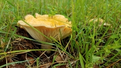 Lactarius zonarius