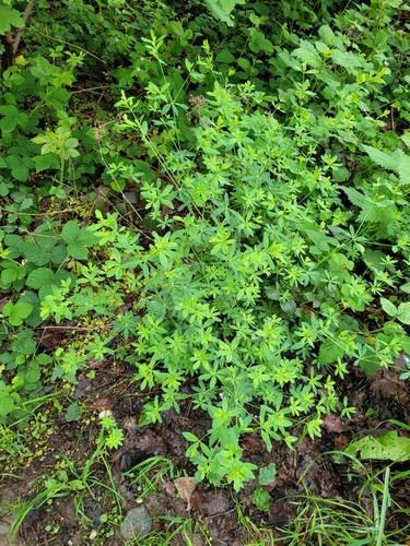 Image of Galium sylvaticum by (c) ahabo, some rights reserved (CC BY)