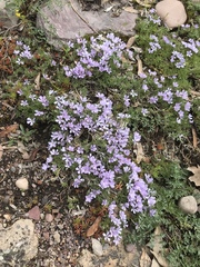 Phlox missoulensis