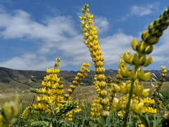 Lupinus densiflorus densiflorus