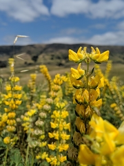 Lupinus densiflorus densiflorus