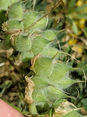 Lupinus densiflorus densiflorus