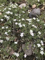 Phlox alyssifolia