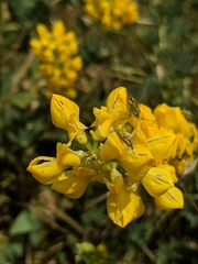 Lupinus densiflorus densiflorus