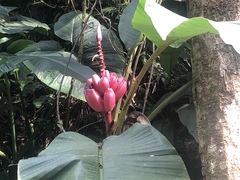 Musa velutina