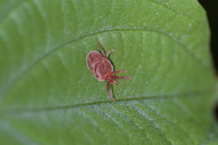 Trombidium holosericeum