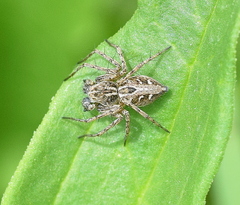 Oxyopes heterophthalmus