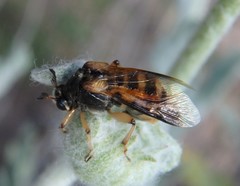 Ripiphorus rex