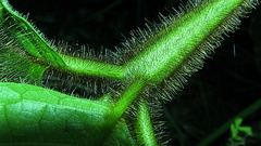 Cordia nodosa