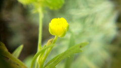 Ranunculus arvensis