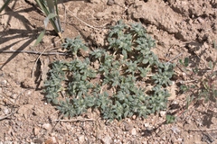 Nama californica