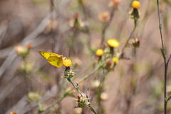 Colias harfordii