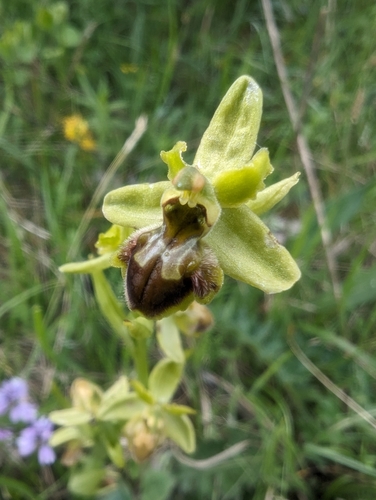 Image of Ophrys araneola by (c) Denis Bastianelli, some rights reserved (CC BY)