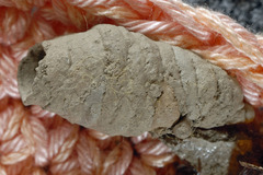 Sceliphron curvatum