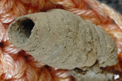 Sceliphron curvatum