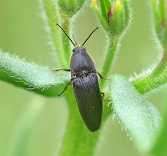 Melanotus punctolineatus