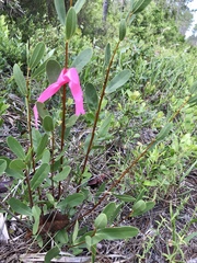 Deeringothamnus rugelii